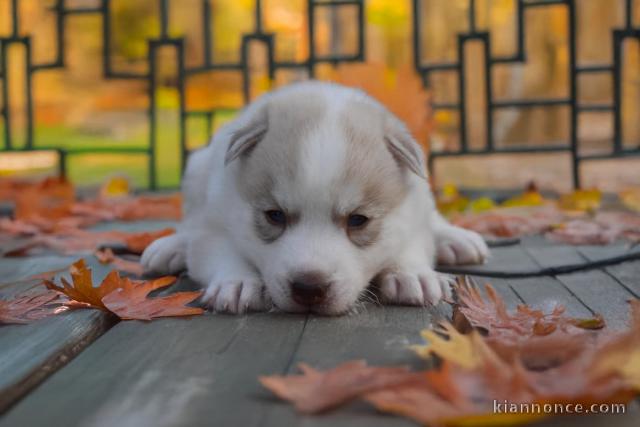 bébé chiot husky sibérien à donner 