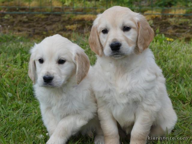 chiot golden retriever mâle a donner 