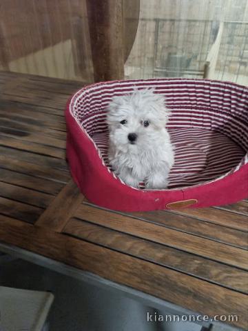 bébé chiot bichon maltais 