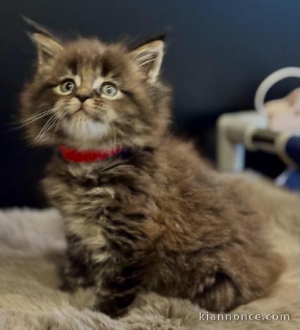 magnifique chaton maine coon disponible 