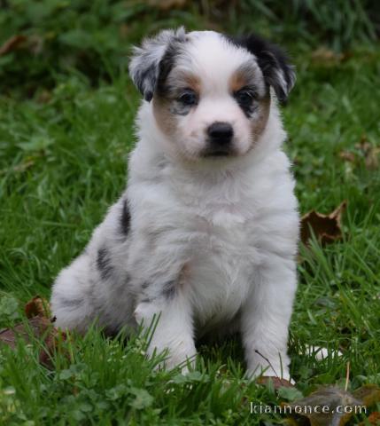 bébé chiot berger mâle a donner pour noël 