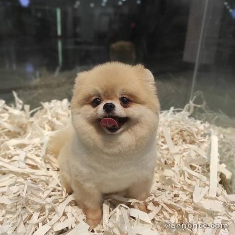 beautiful pomeranian puppies