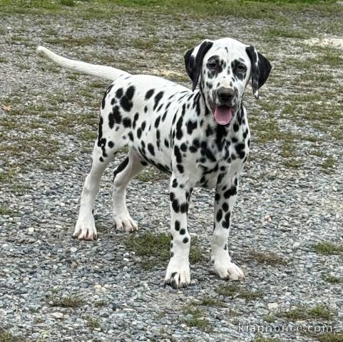 chiot dalmatien a donner contre bon soin 