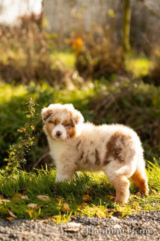 chiot berger australien à adopter 