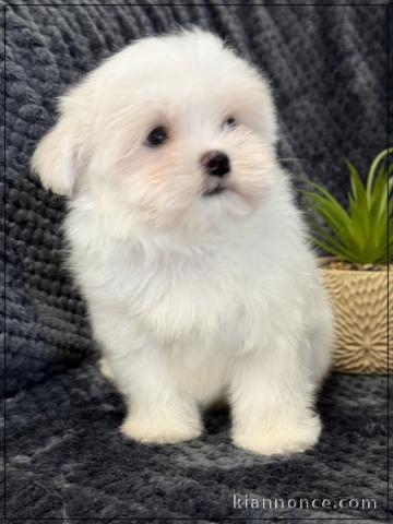 magnifique chiot bichon maltais mâle a donner 