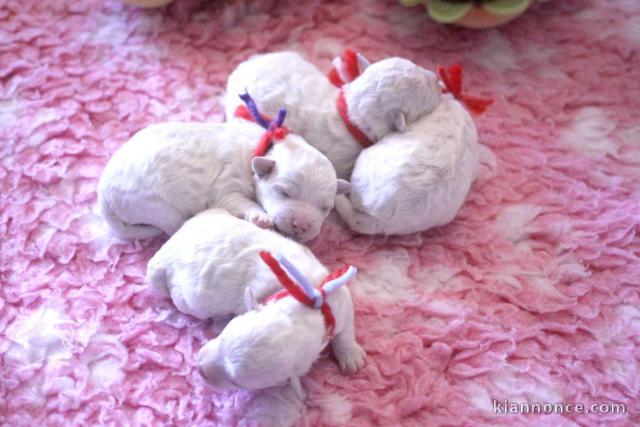 annonce chiot bichon frisé disponible 