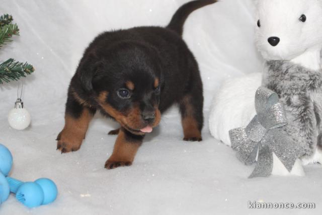 adorable chiot rottweiler disponible 