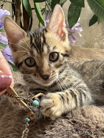 Dons chaton Bengal disponible femelle 