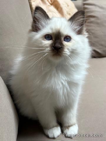 magnifique chaton sacré Birmanie 