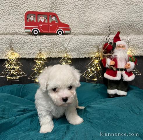bébé chiot bichon frisé femelle 