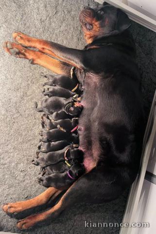 bébé chiot rottweiler à donner 