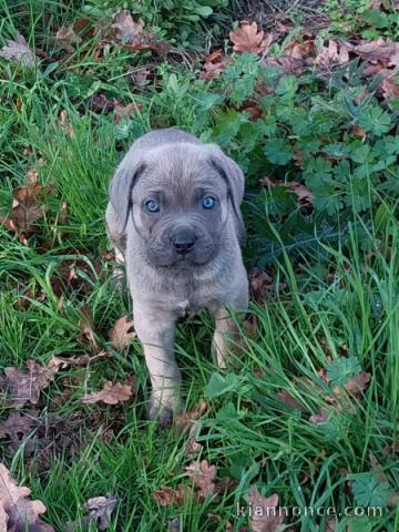 magnifique chiot Cane Corso a donner 