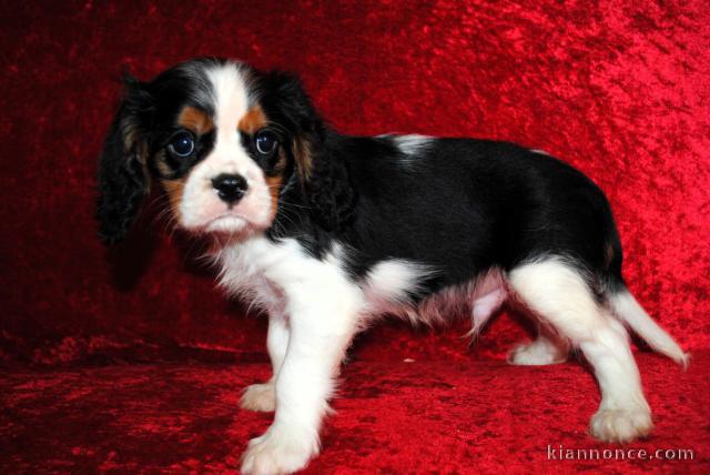 chiot cavalier king charle disponible 