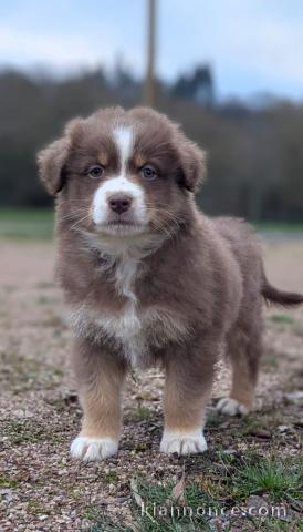 Magnifique chiot berger australien à adopter 