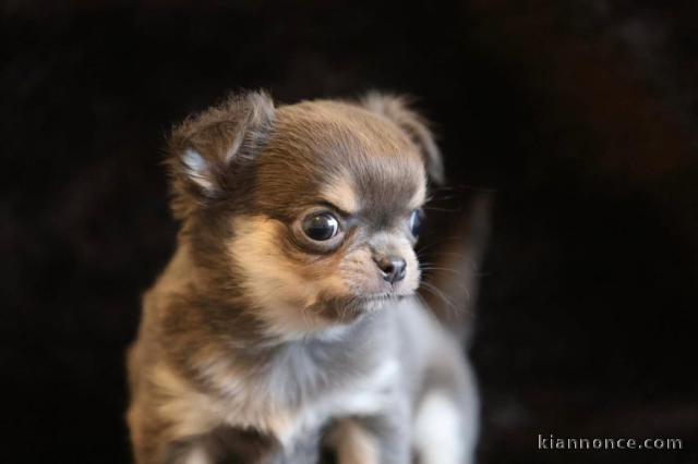 Magnifique chiot chihuahua disponible 