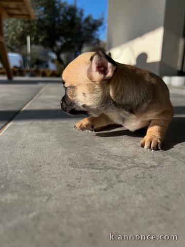 Magnifique chiot chihuahua femelle a donner 