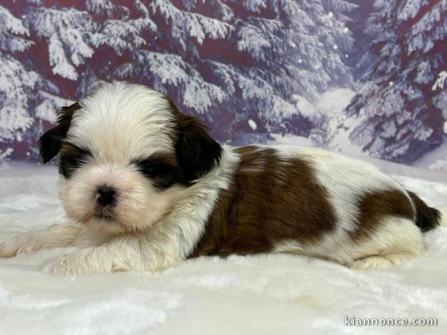 Chiot Shih Tzu a donner 