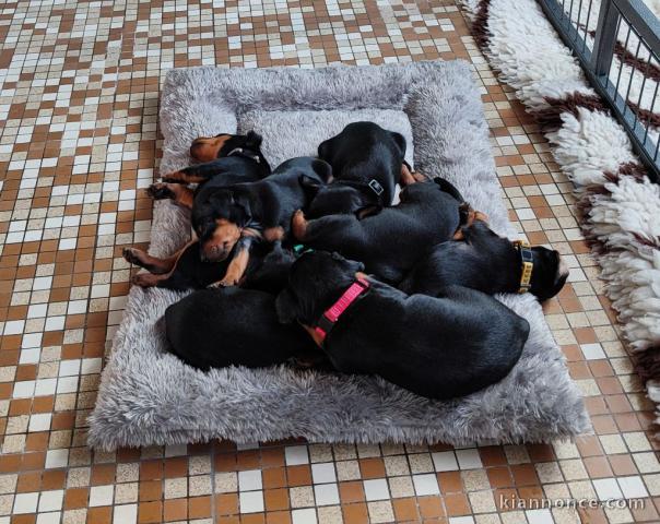 Adoption chiot pinscher nain 