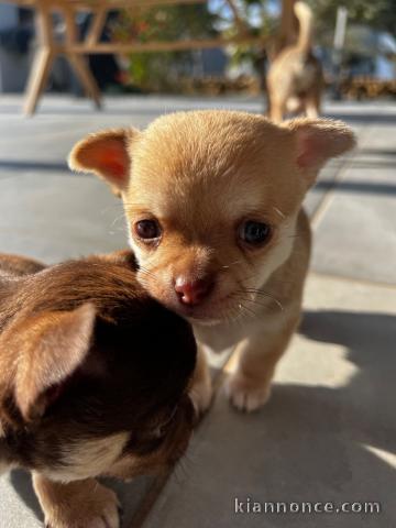 Je donne des chiots chihuahua 