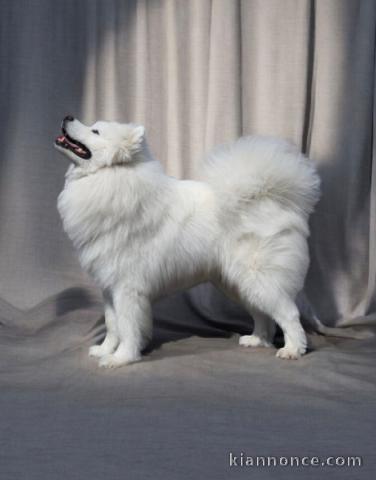 Dons chiot samoyède a donner 