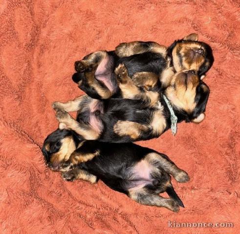 Dons chiot Yorkshire 