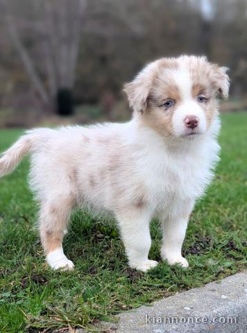 À adopter chiot berger australien mâle 
