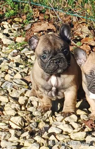 Adorable chiot bouledogue français 