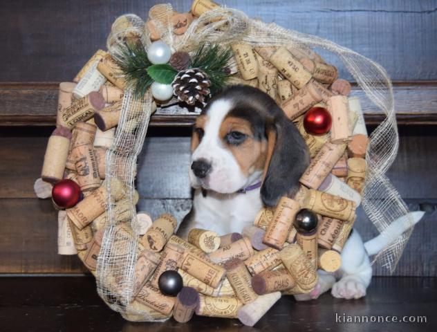 chiot beagle disponible 