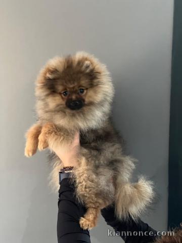 adorable chiot spitz allemand 