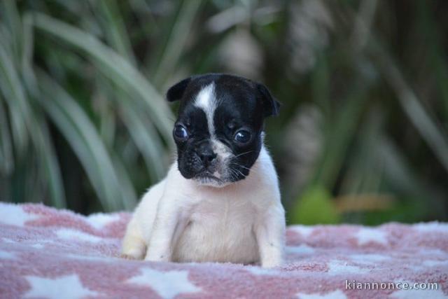 chiot bouledogue français à donner adorable 