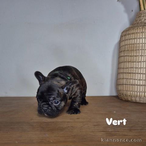 chiot bouledogue français disponible 