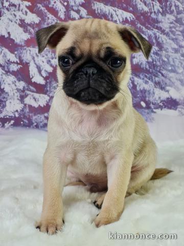 magnifique chiot carlin à donner 