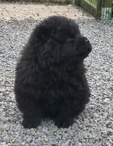 disponible chiots chow chow 