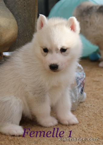 magnifique chiot husky sibérien à donner 