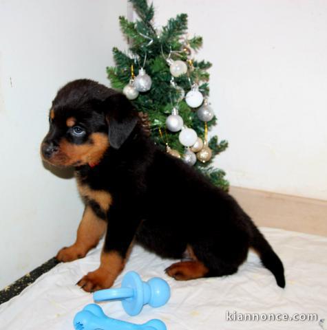 bébé chiot rottweiler à donner 
