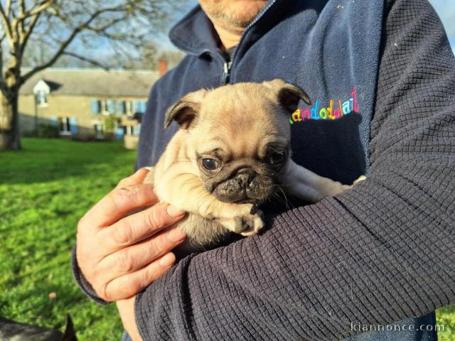 je donne des chiots carlin 