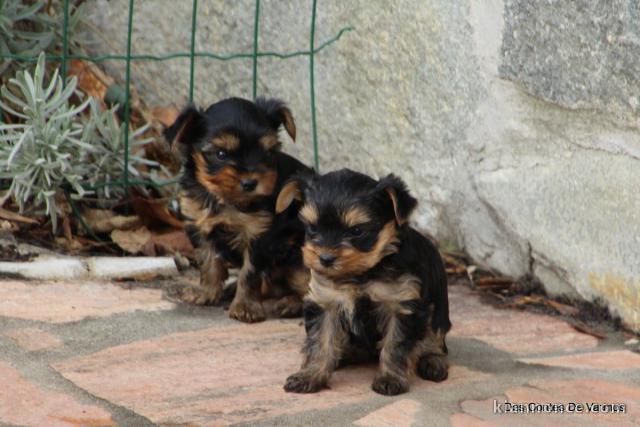 magnifique chiot Yorkshire disponible 