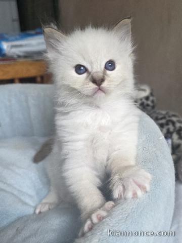 adorable chaton ragdoll femelle a donner pour noël 