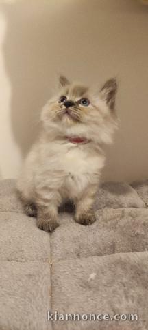chaton sibérien à donner 