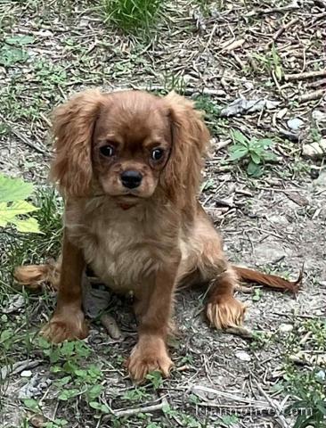 bébé chiot cavalier king charle disponible 