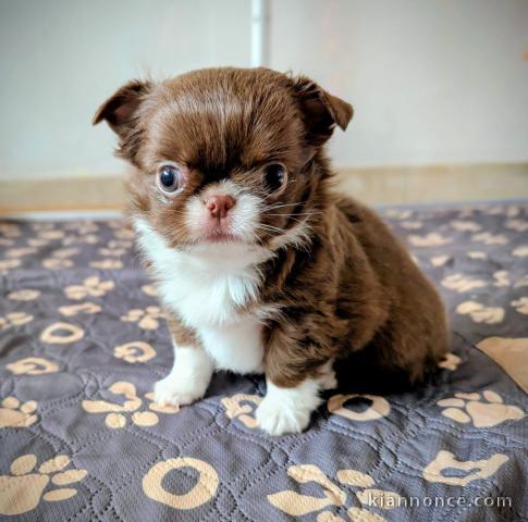magnifique chiot chihuahua femelle 