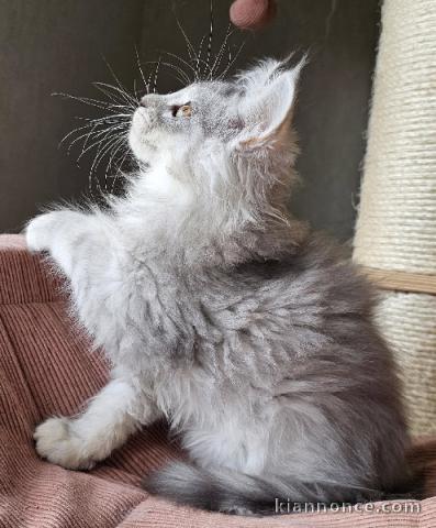 chaton Maine coon femelle a donner 