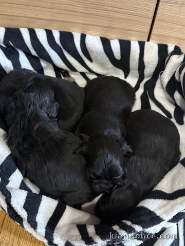 Dons chiot Shih Tzu lof