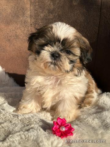 je donne chiot Shih Tzu disponible 