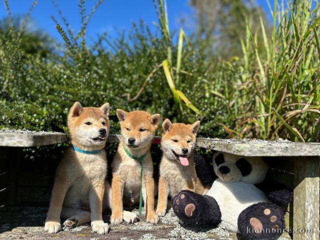 adorable chiot Shiba inu a donner 
