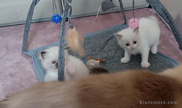 Adorable chaton ragdoll à donner urgent 