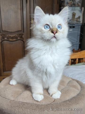 Magnifique chaton ragdoll 