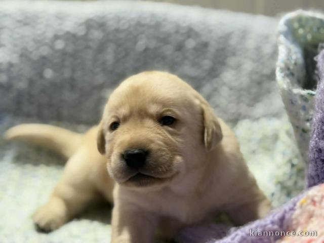 Chiot labrador retriever disponible pour adoption 