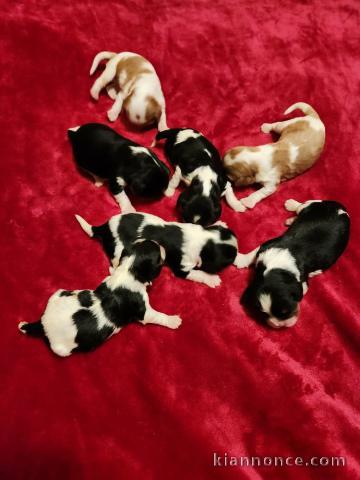 Magnifique chiot cavalier king charle disponible 