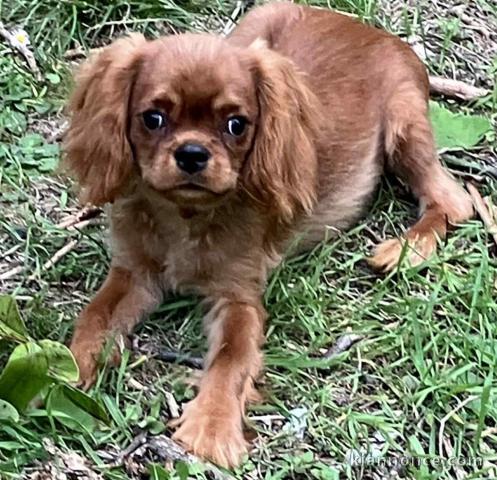 Je donne des chiots cavalier king charle disponible 